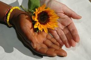 Sonnenblume in Händen